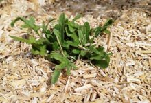 Un bon paillage permet d'économiser de l'eau dans le jardin.