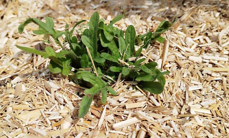 Un bon paillage permet d'économiser de l'eau dans le jardin.