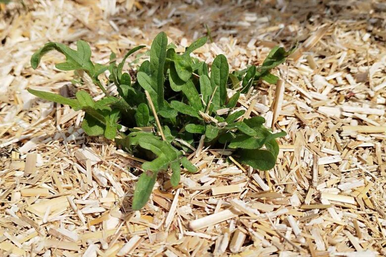 Un bon paillage permet d'économiser de l'eau dans le jardin.