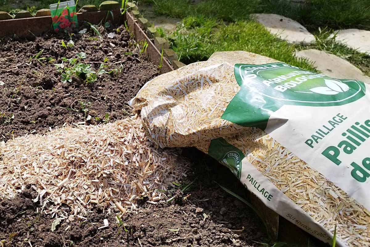 Chanvre, lin, miscanthus, l'importance d'un bon paillage dans le jardin  pour économiser de l'eau - NeozOne