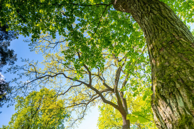 Le Chêne rouvre, également connu sous les noms de Chêne sessile, Chêne à trochets, Chêne des pierriers, Chêne mâle ou Chêne noir, est une espèce d'arbres appartenant à la famille des Fagacées. On le trouve principalement dans les forêts des régions tempérées de l'hémisphère nord. Il est parfois désigné sous les appellations de drille, drillar ou durelin.