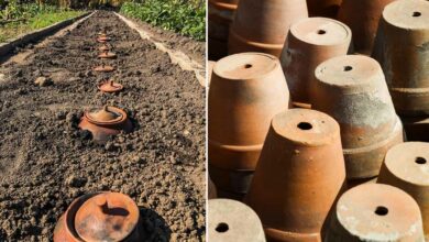 Ollas Jardinier à Enterrer Acheter - Ollas Lutton - Diffuseur d'eau