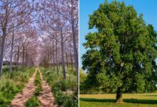 Un Paulownia et un chêne vert.