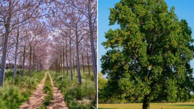 Un Paulownia et un chêne vert.