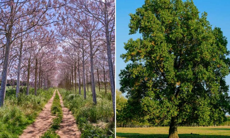 Un Paulownia et un chêne vert.