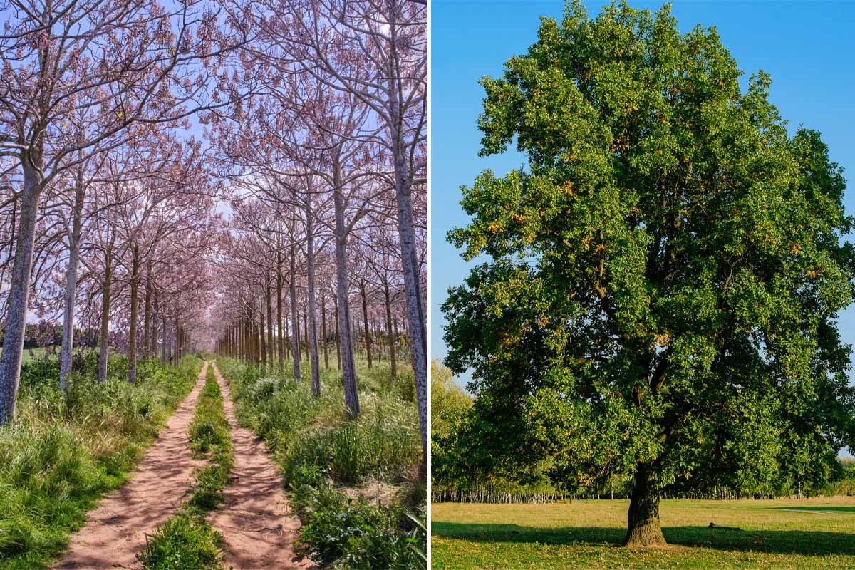 Un Paulownia et un chêne vert.