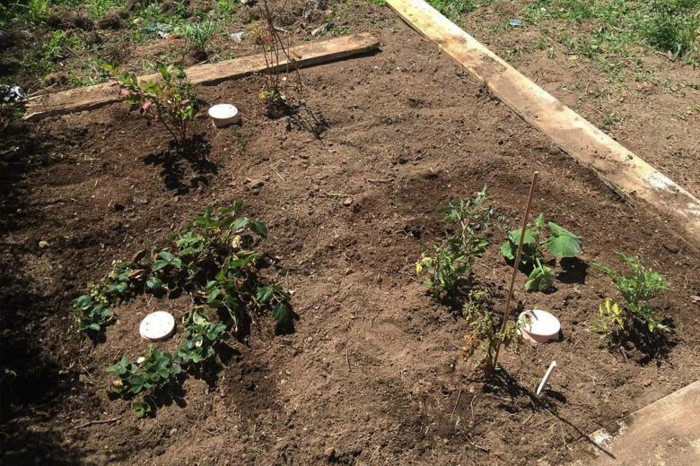 Un Grand Oya pour les arbres fruitiers et les plants de tomates.