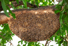 Un essaim d'abeilles sur une branche.