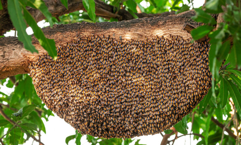 Un essaim d'abeilles sur une branche.