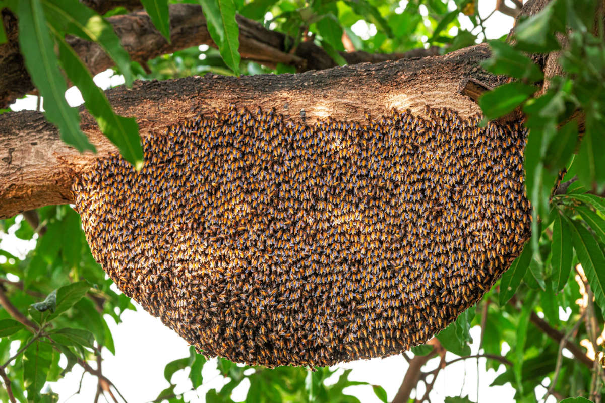 Un essaim d'abeilles sur une branche.