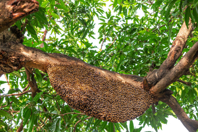 Un essaim d'abeilles gigantesque. 