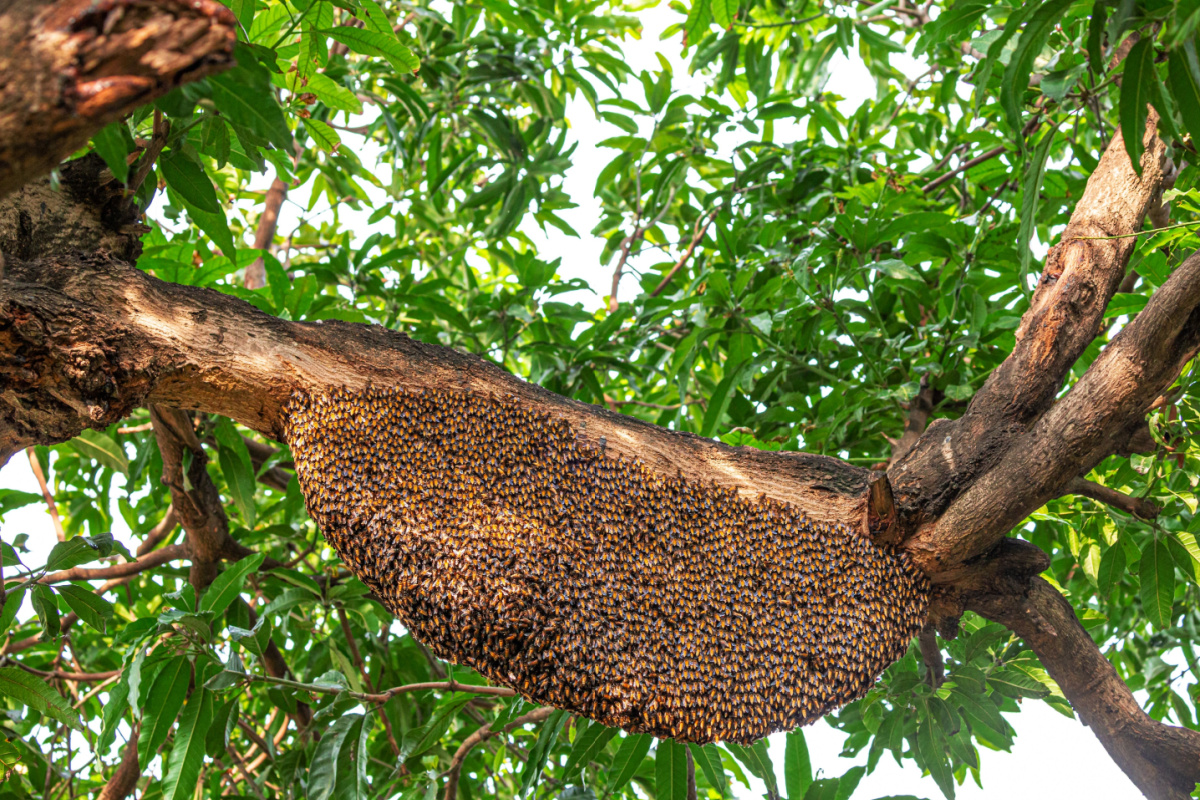 Que faire si un essaim d'abeilles s'installe au jardin?