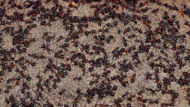 Sur le monticule de terre du bunker, la densité de fourmis était élevée le jour où la passerelle en bois a été posée.