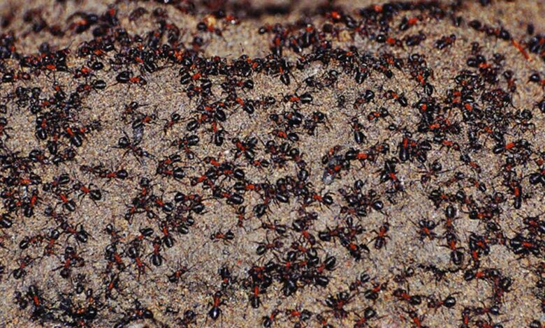 Sur le monticule de terre du bunker, la densité de fourmis était élevée le jour où la passerelle en bois a été posée.