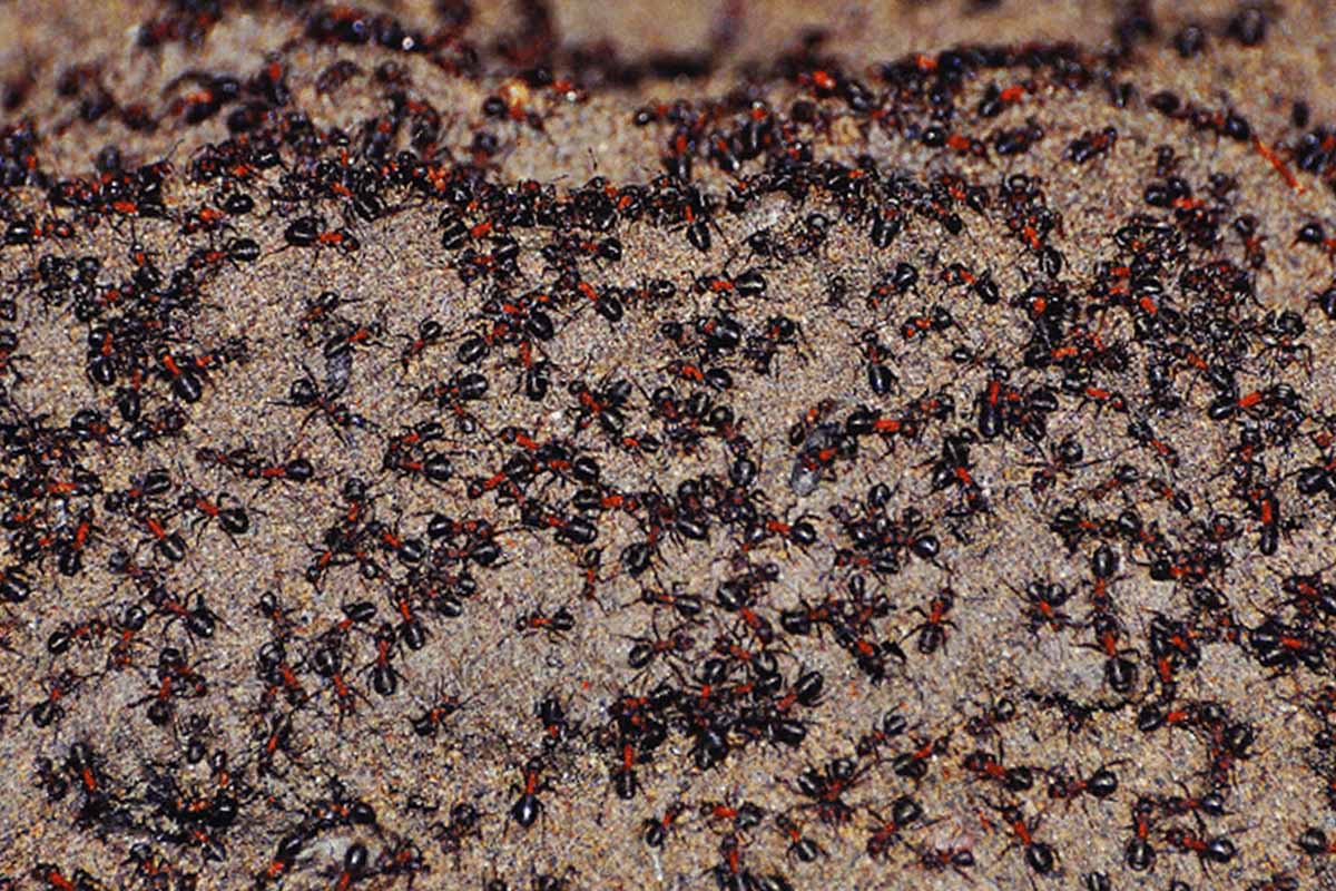Sur le monticule de terre du bunker, la densité de fourmis était élevée le jour où la passerelle en bois a été posée.