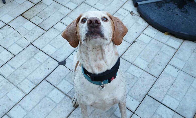 L'invention d'un collier pour surveiller le cœur des chiens.