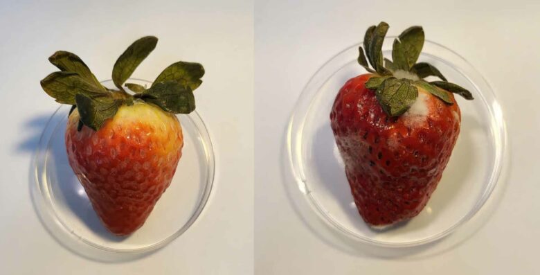 La comparaison entre une fraise traitée avec un nouvel enrobage à base de CBD (à gauche) et une fraise non traitée après 15 jours de réfrigération met en évidence les disparités dans leur détérioration.