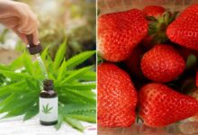 Un « enrobage » à base de CBD comestible pour conserver les fruits frais plus longtemps.