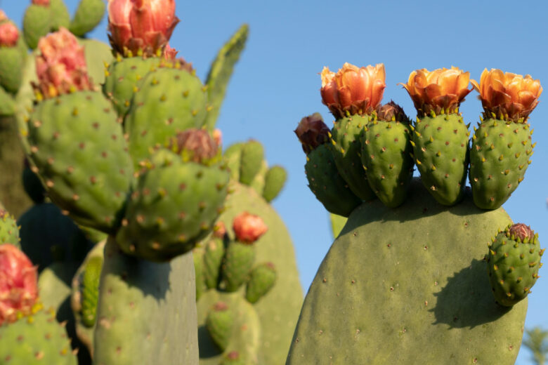 Opuntia ficus-indica en pleine saison de floraison