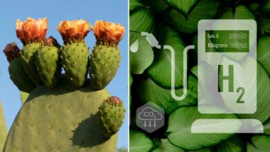 Les ingénieurs de l'UTEP inventent électro-catalyseur d'hydrogène inspiré du cactus