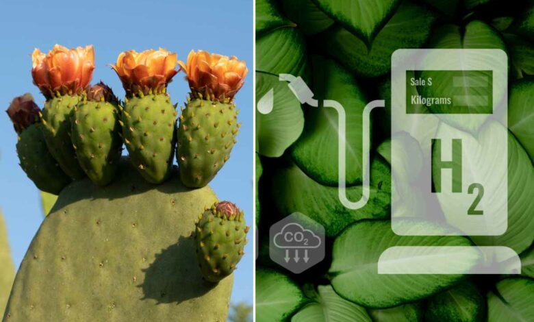 Les ingénieurs de l'UTEP inventent électro-catalyseur d'hydrogène inspiré du cactus