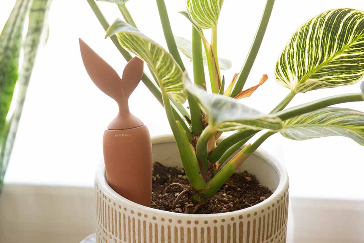 Arrosoir plantes d'intérieur - Optez pour un design original