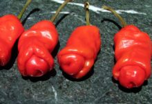 Peter peppers