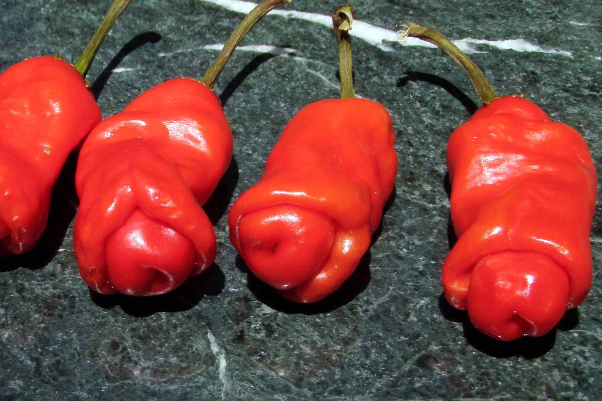 Peter peppers