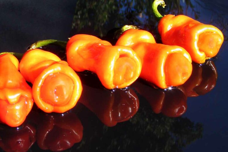Le peter pepper, (Capsicum annuum var. annuum)