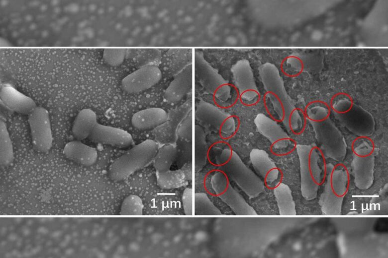 Images microscopiques d'E. coli avant (à gauche) et après la désinfection. Les bactéries meurent rapidement après que la lumière du soleil a produit des substances chimiques qui ont gravement endommagé les membranes des cellules bactériennes, comme le montrent les cercles rouges. 