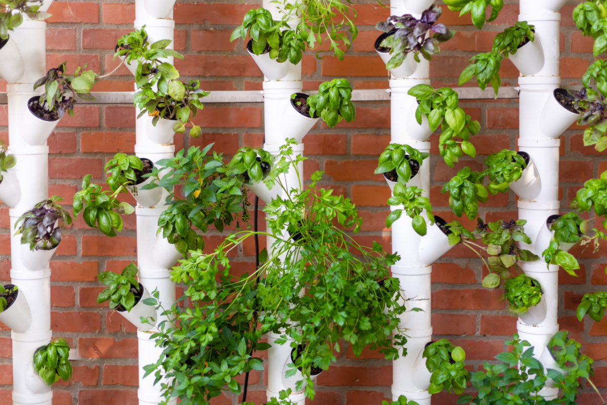 Un potager d'intérieur, façon hydroculture, le potager Véritable : test  avec les fraises blanches - Le blog botanique de Nanie, petit à petit : un  micro jardin urbain en expérimentation