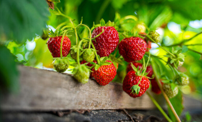 Une tour à fraisiers.