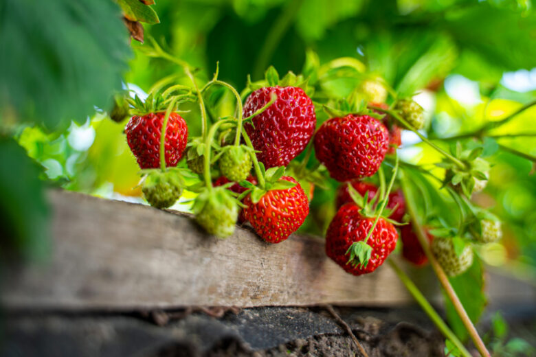 Une tour à fraisiers.