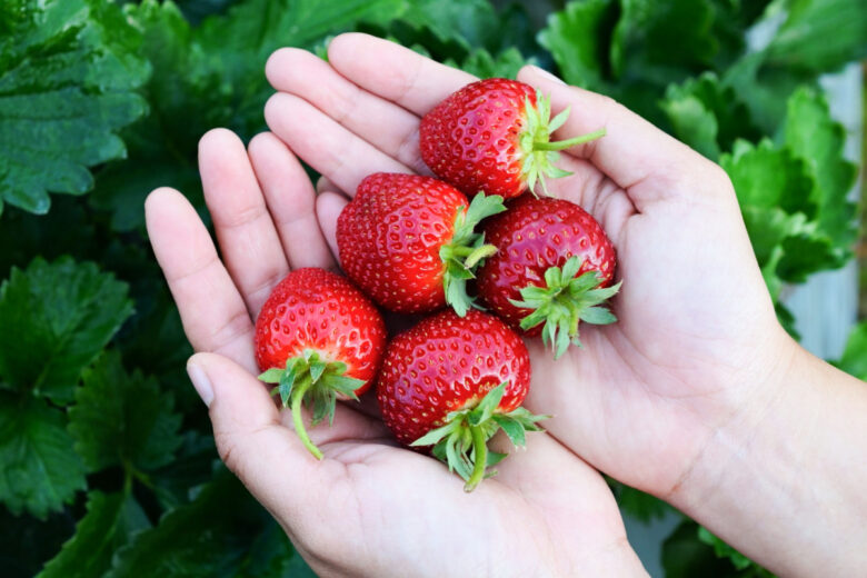 Une méthode ingénieuse pour cultiver des fraises sur un balcon.