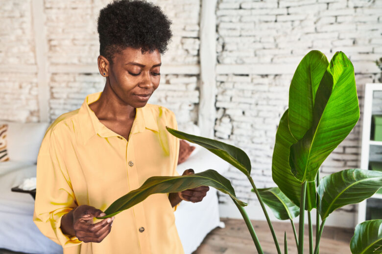 Elles seraient même plus efficaces que les purificateurs d'air électrique. 