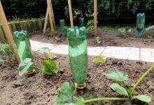 Des oyats à planter Bio-Green avec des bouteilles en plastiques recyclées.