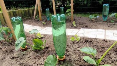 Des oyats à planter Bio-Green avec des bouteilles en plastiques recyclées.