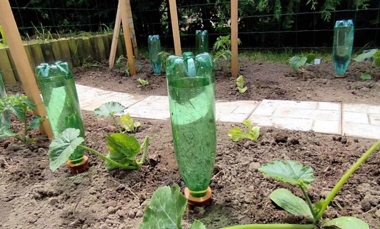 Des oyats à planter Bio-Green avec des bouteilles en plastiques recyclées.