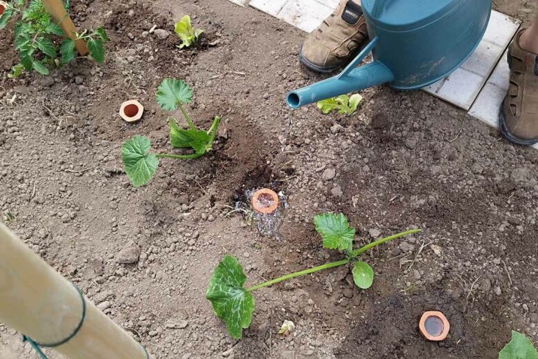 Des oyats pour économiser l'eau au jardin.