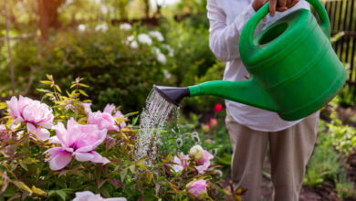 Sécheresse. Peut-on utiliser ou non les eaux de pluie sans restriction ?