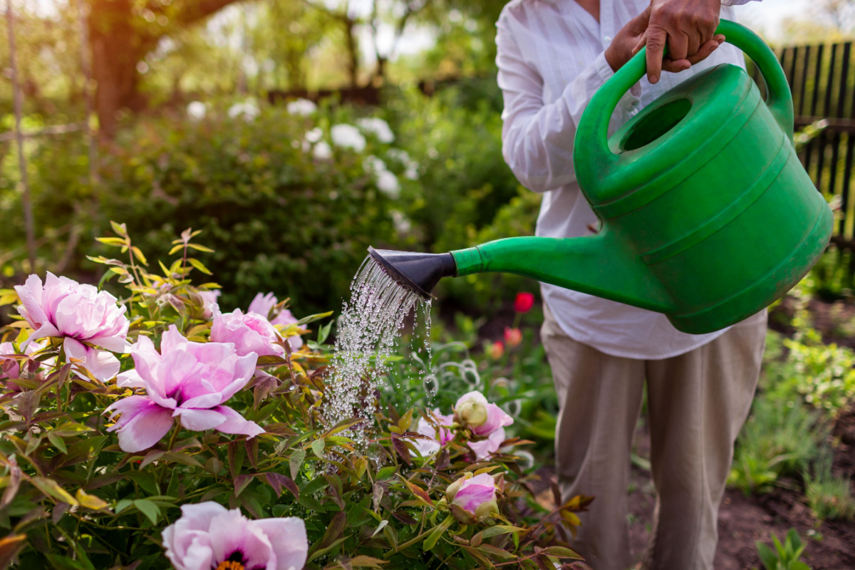 Sécheresse. Peut-on utiliser ou non les eaux de pluie sans restriction ?