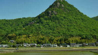 Le sanctuaire de Tarobogu à la saison des vendures fraîches (2022, juin, Higashiomi, Shiga)