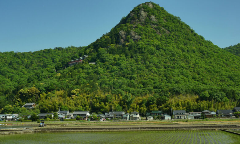 Le sanctuaire de Tarobogu à la saison des vendures fraîches (2022, juin, Higashiomi, Shiga)