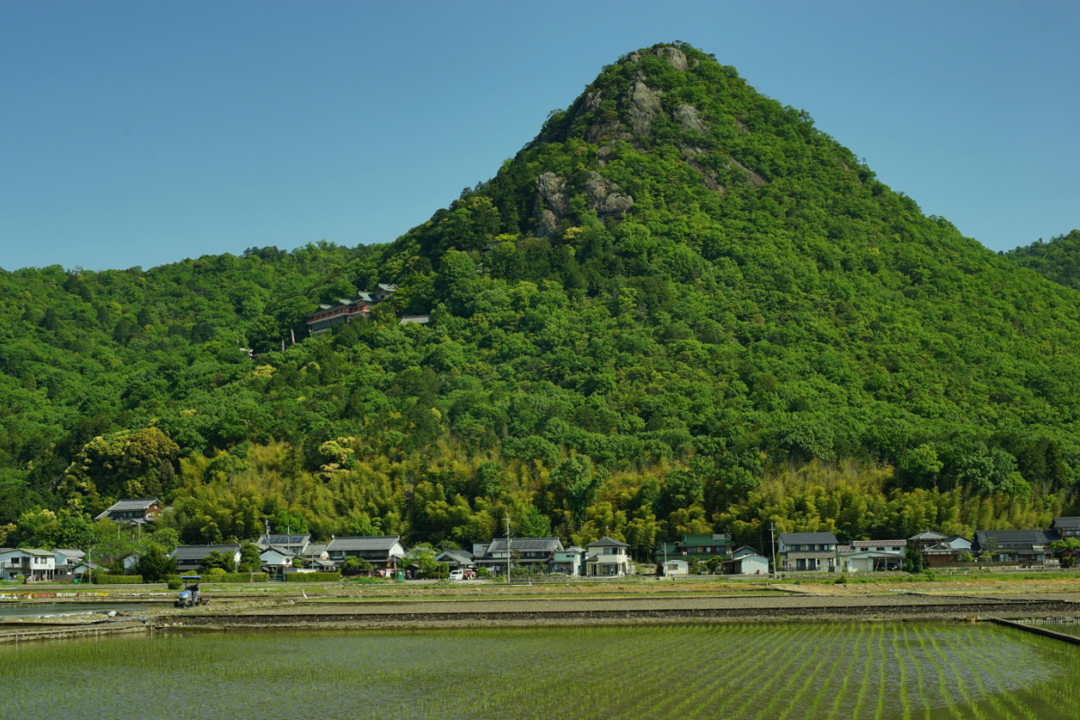 Le sanctuaire de Tarobogu à la saison des vendures fraîches (2022, juin, Higashiomi, Shiga)