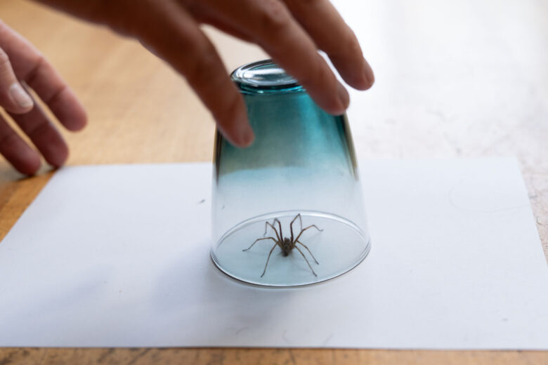 Il ne faut surtout pas sortir les araignées à l'extérieur pour les « sauver ».