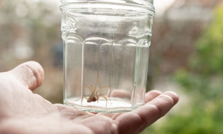 Faut-il sortir les araignées dans le jardin ?