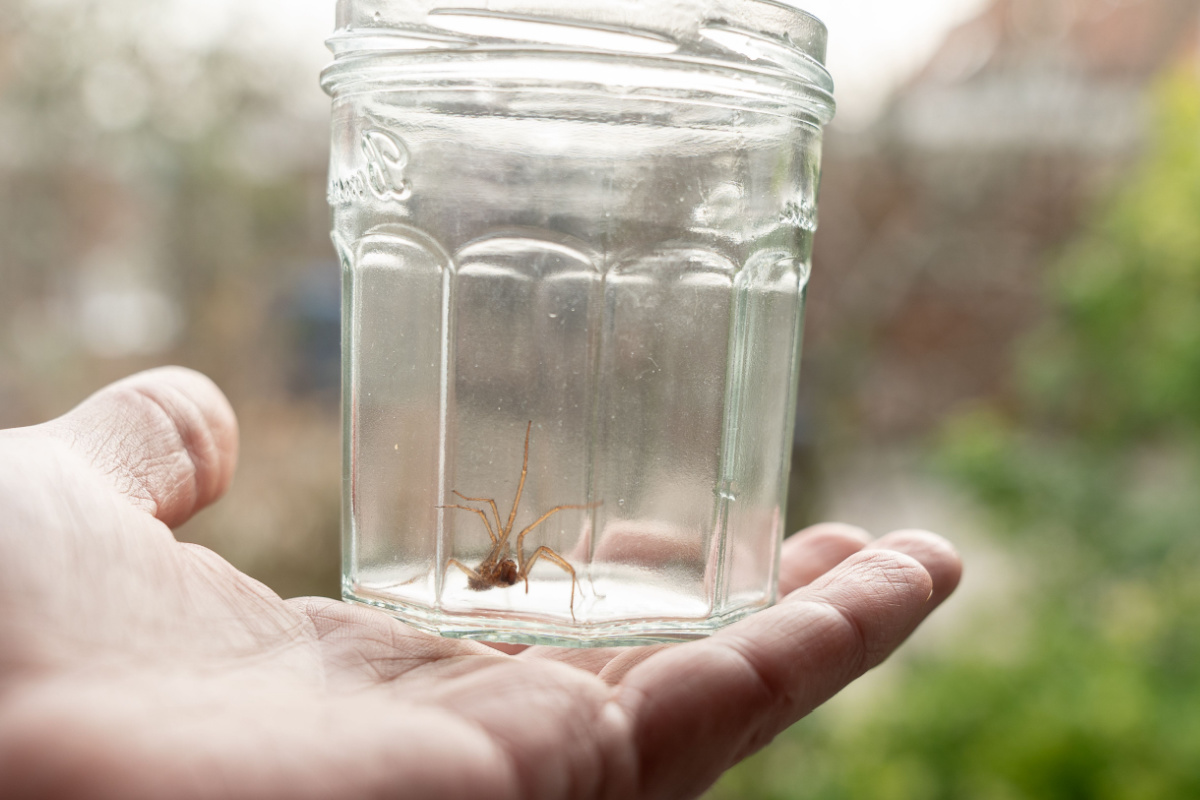 Faut-il sortir les araignées dans le jardin ?