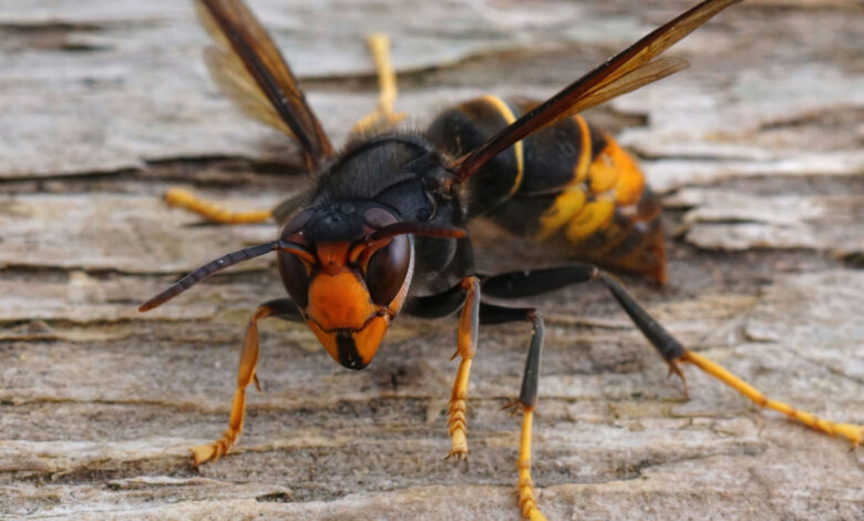 N’écrasez jamais un frelon asiatique, vous pourriez en attirer beaucoup d’autres !