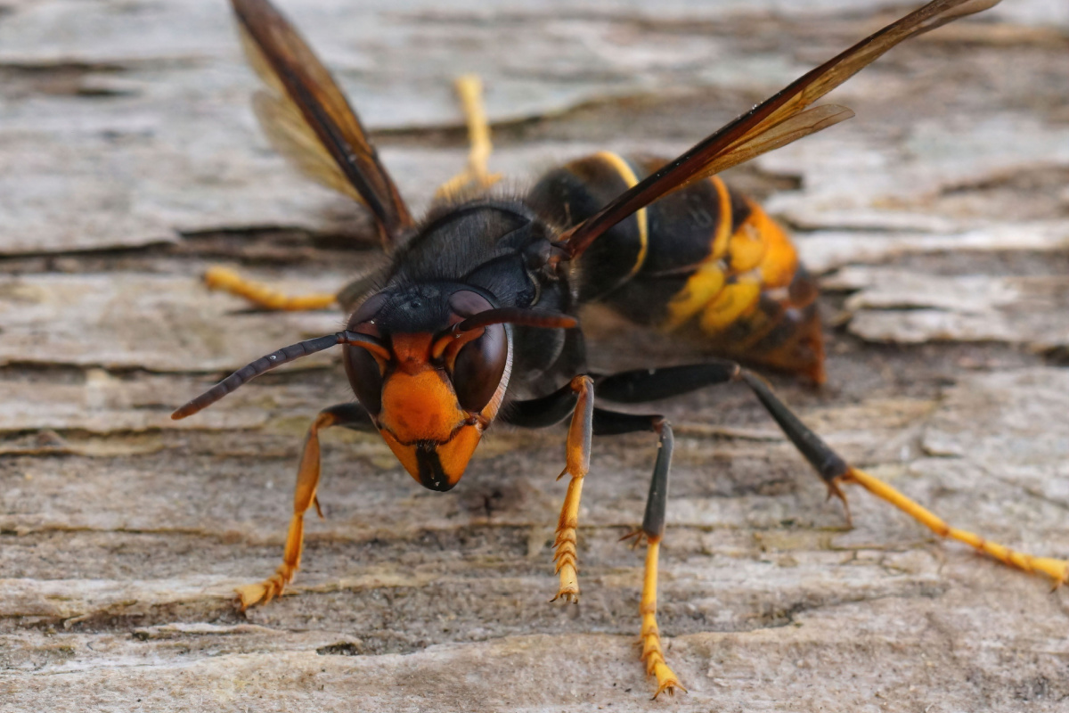 N’écrasez jamais un frelon asiatique, vous pourriez en attirer beaucoup d’autres !