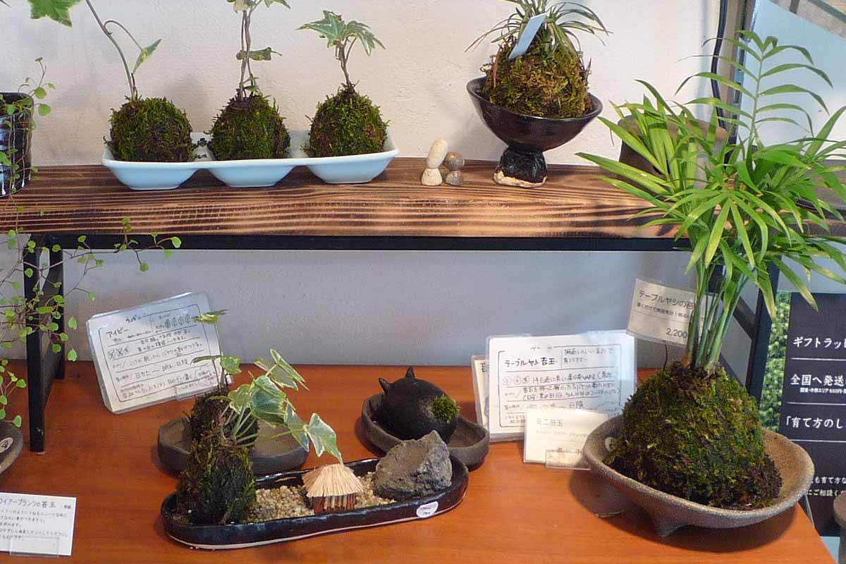 Pot Japan pour plante d'intérieur Noir
